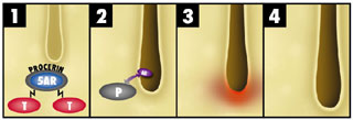 Procerin Effects on DHT