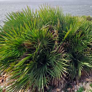 Saw Palmetto Berries